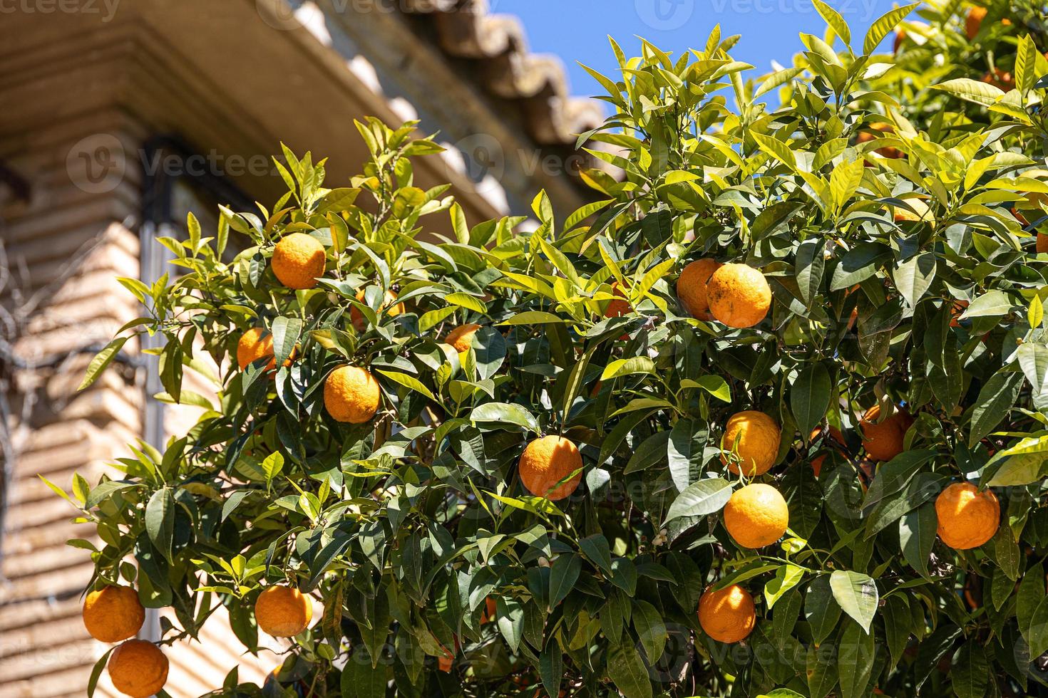 manaryn tree with orange fruits against the background of herb leaves photo