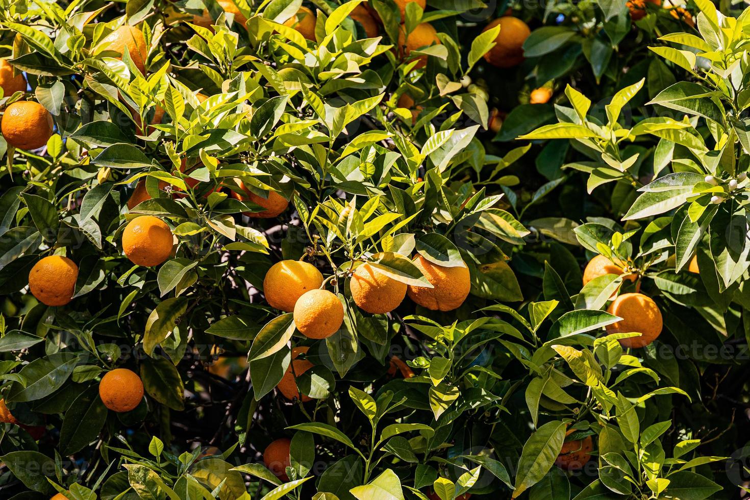 manaryn tree with orange fruits against the background of herb leaves photo