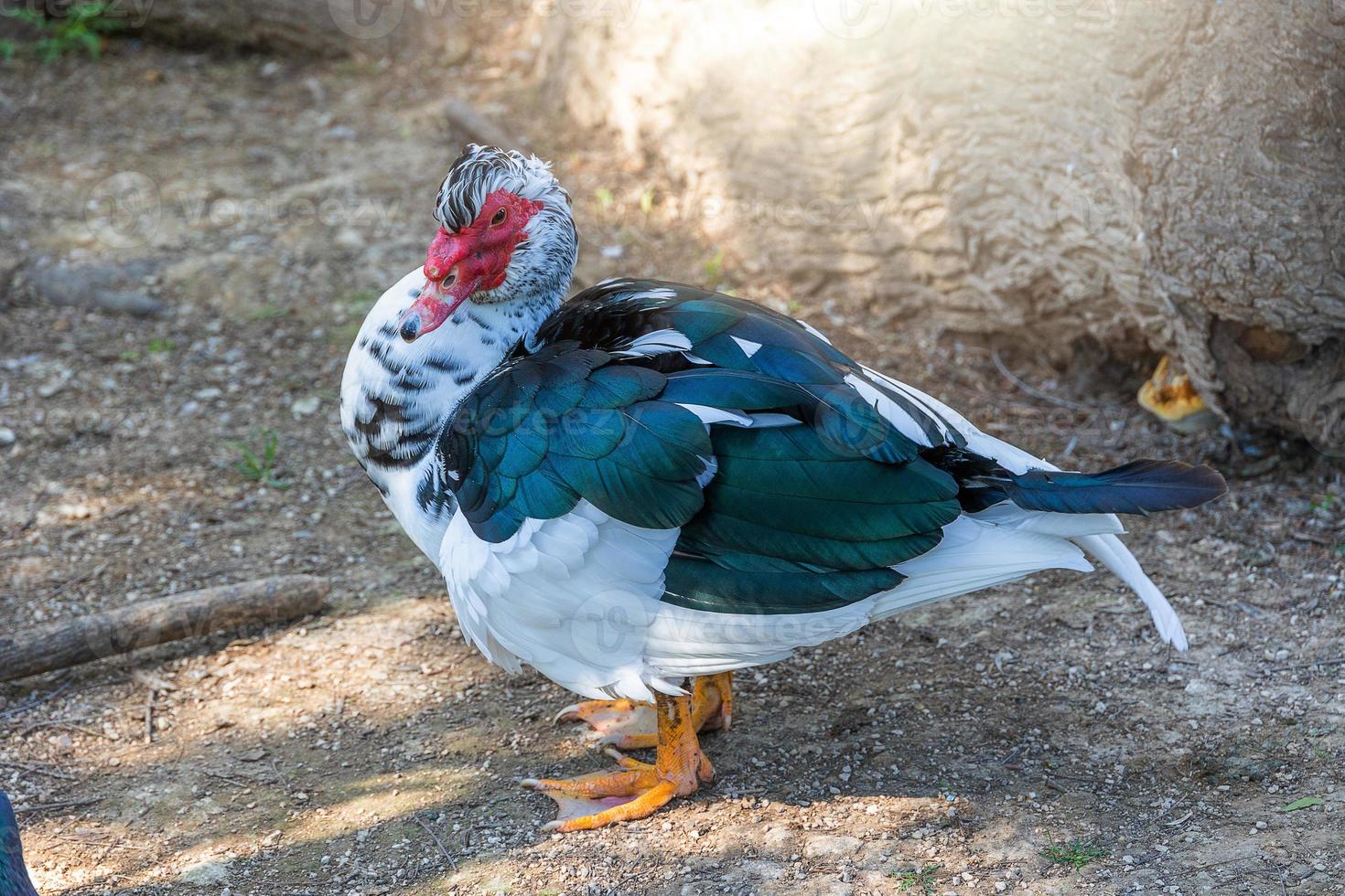 black and white duck on a green background in warm sunshine in the park photo