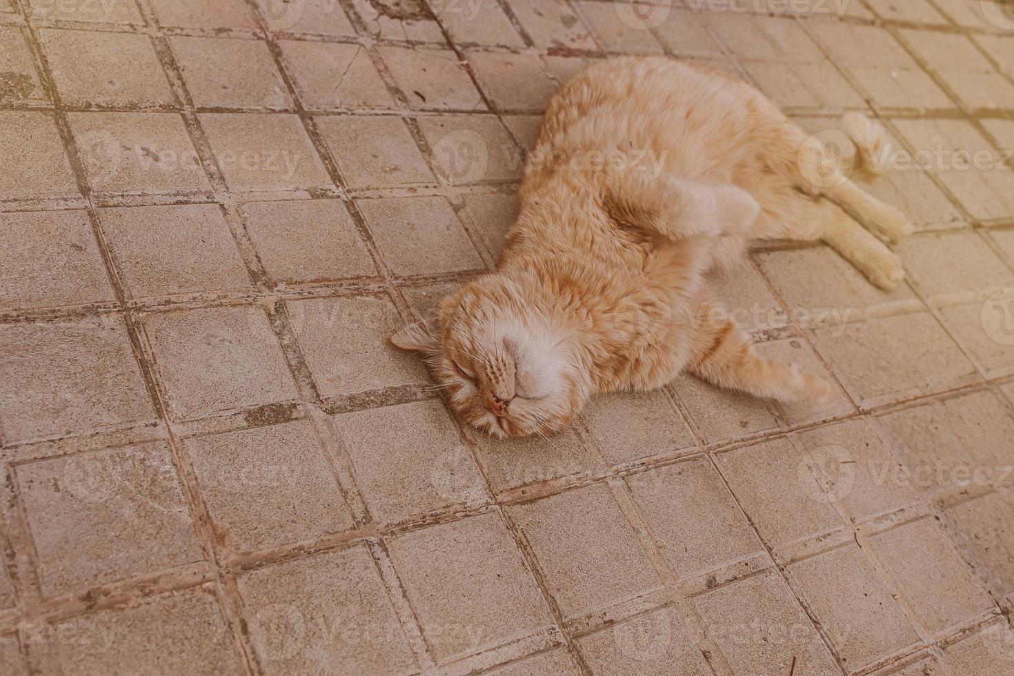ginger cat lounging on the concrete pavement on a warm afternoon photo