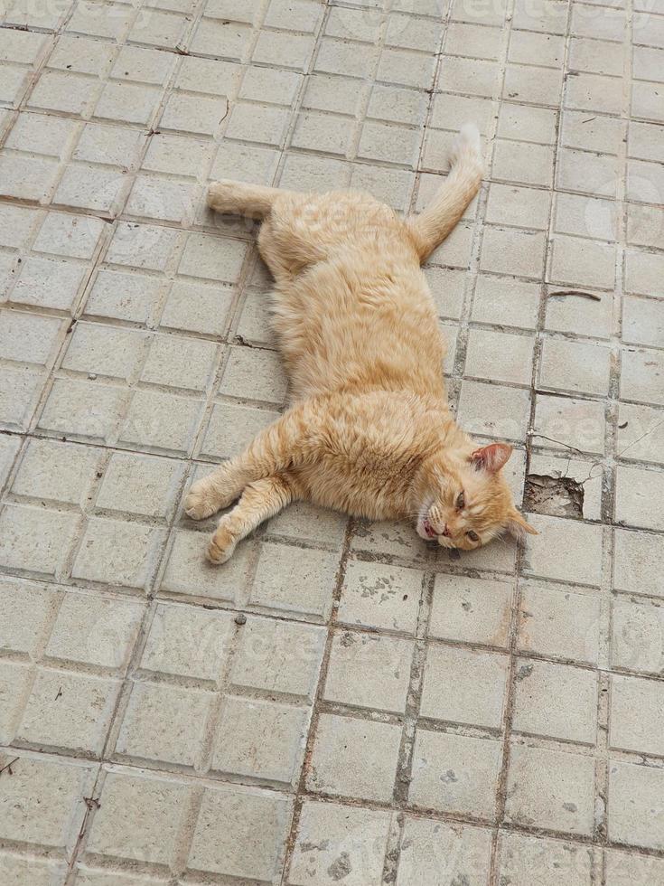 ginger cat lounging on the concrete pavement on a warm afternoon photo