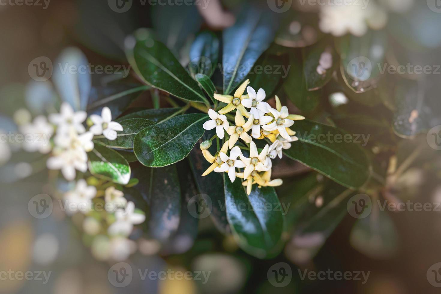 white flower of a bush close-up against a background of green leaves in sunshine spring day in the park photo