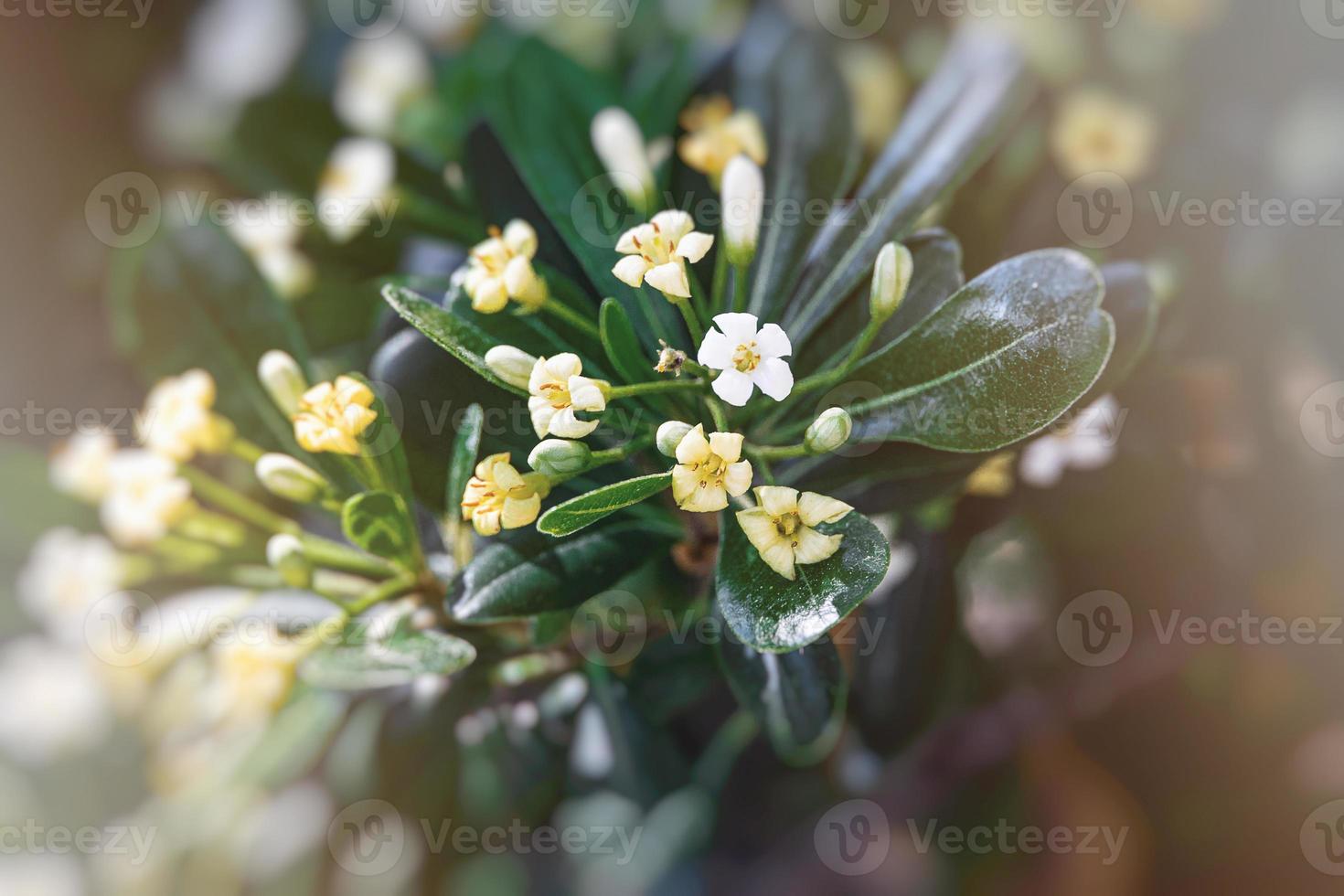 white flower of a bush close-up against a background of green leaves in sunshine spring day in the park photo