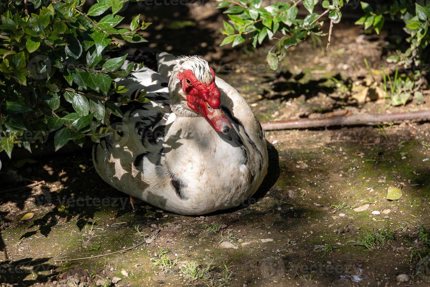 black and white duck on a green background in warm sunshine in the park photo