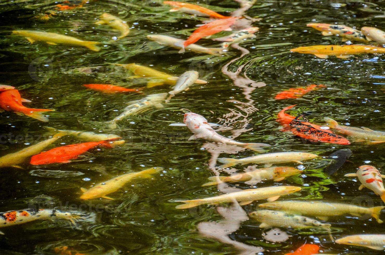 Pond of koi fish photo