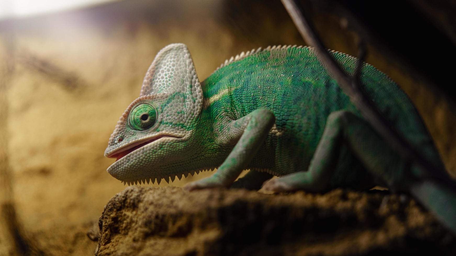 Veiled chameleon in zoo photo