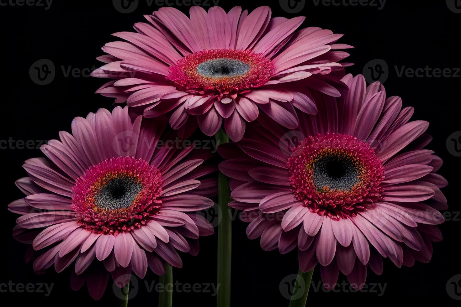 gerbera flower after rain with a black background. illustration photo