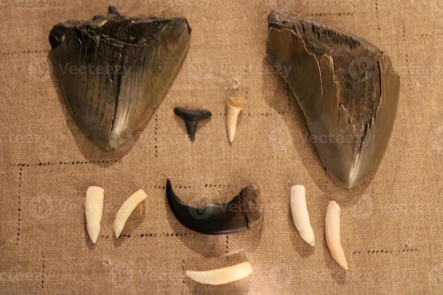 Megalodon Sharks Teeth Collection photo