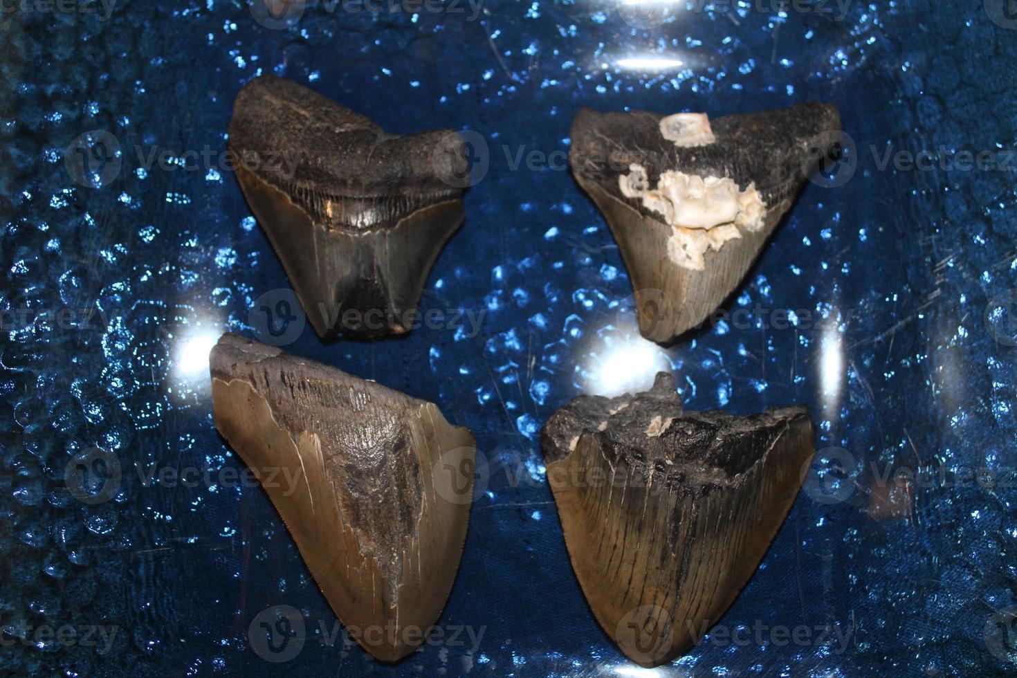 Megalodon Sharks Teeth Collection photo