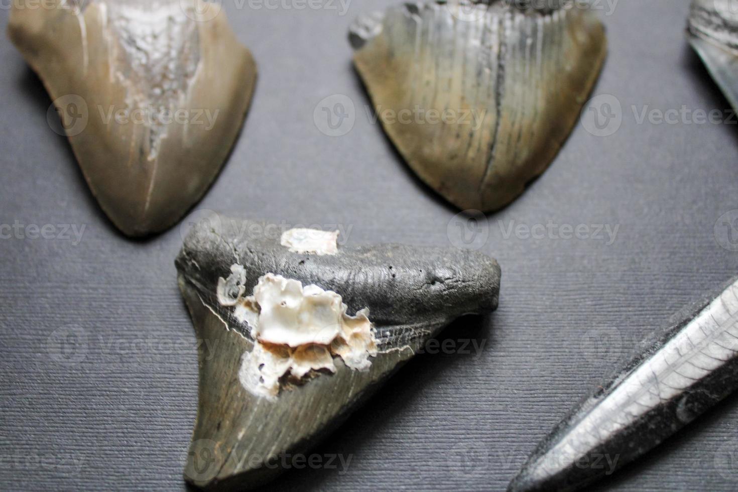 Megalodon Sharks Teeth Collection photo