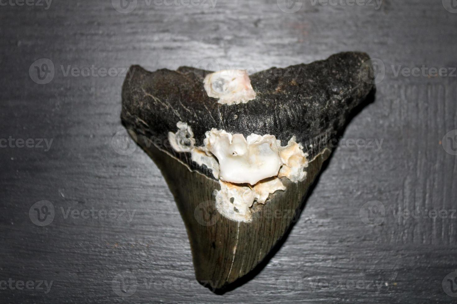 Megalodon Sharks Teeth Collection photo