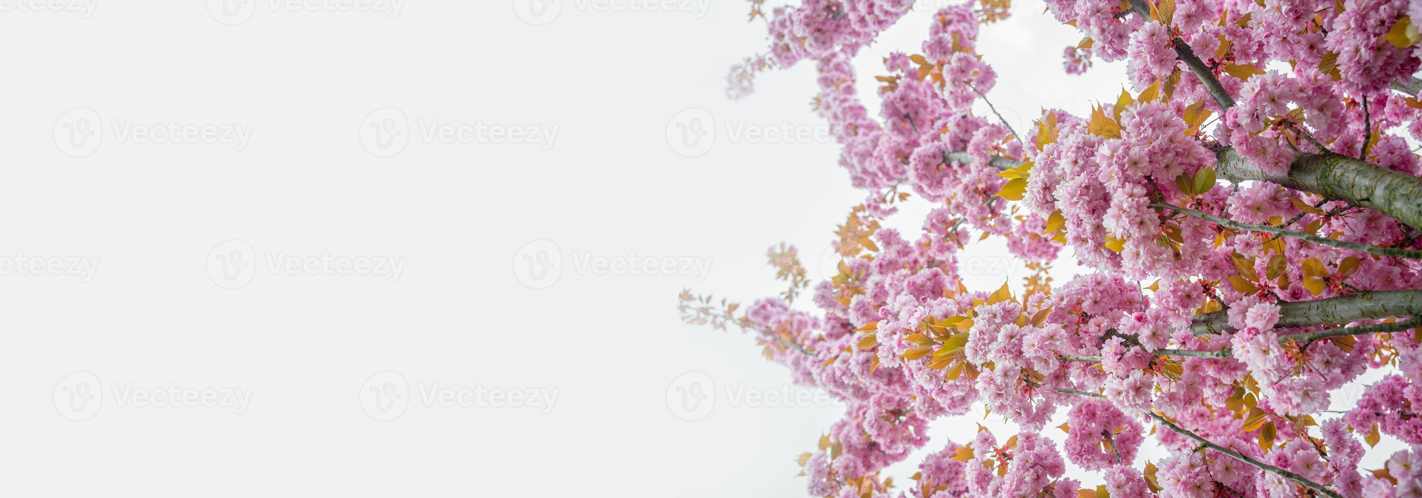 Banner with gorgeous pink and rosy cherry blossoms at blue white solid background with copy space. Concept Spring, renewal and happiness. photo
