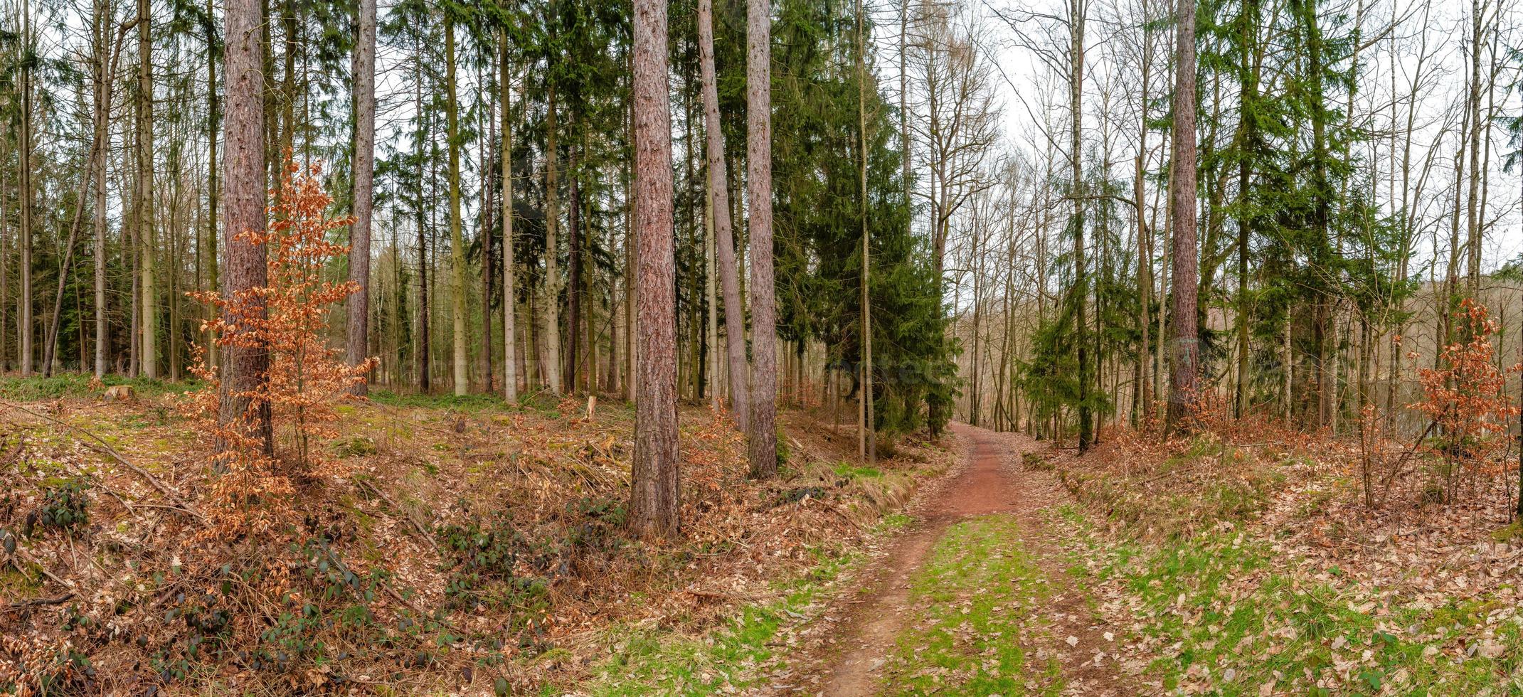 Panoramic view over a forest track in magical deciduous and pine forest with ancient aged trees covered with moss, Germany, at warm sunset Spring evening photo
