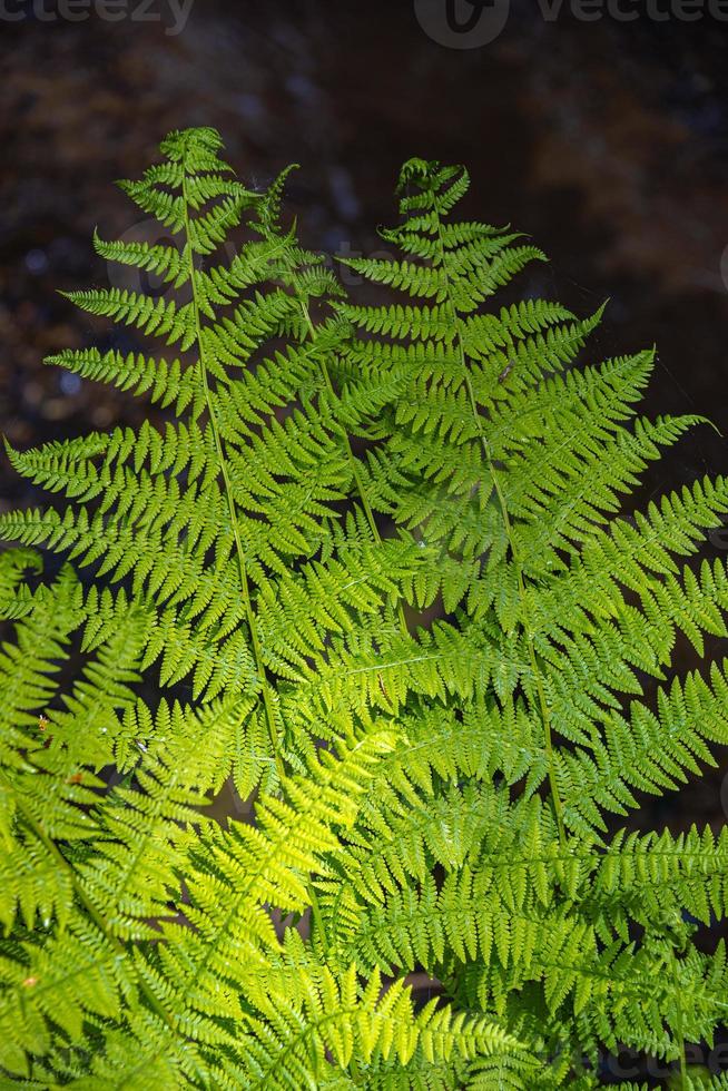 Cover page with magical green fern leaf in the wild forest, closeup, details. photo