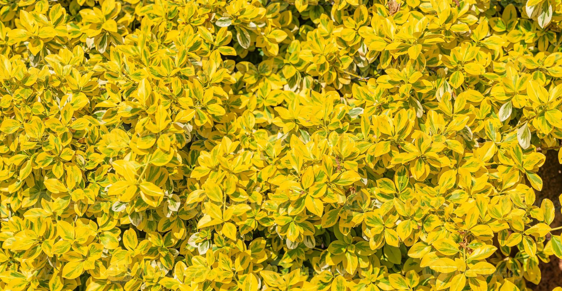 bandera con panorámico ver de decorativo arbusto, jardín arbusto con amarillo hojas como un antecedentes con Copiar espacio. concepto primavera, renovación y felicidad. foto