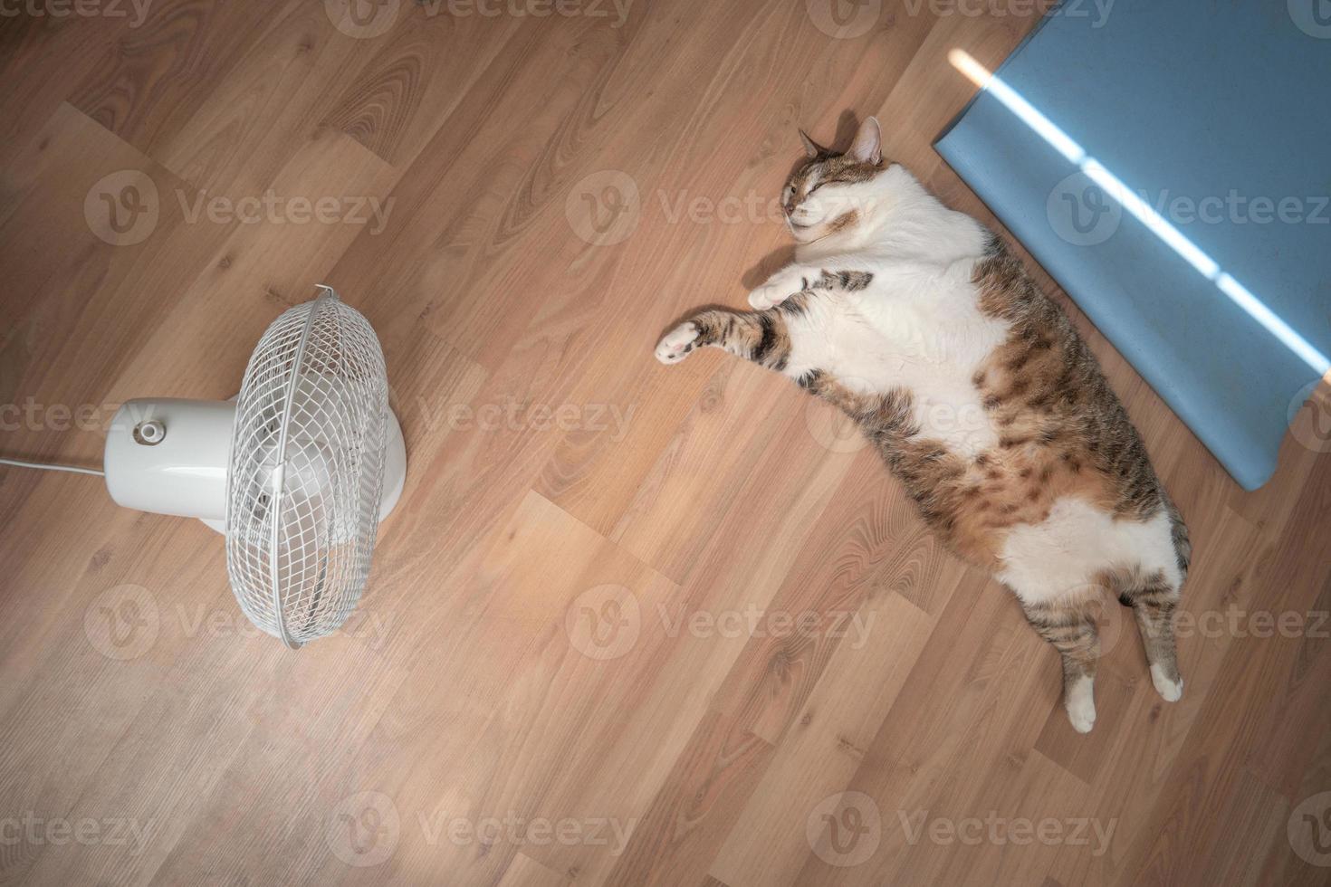 Portrait of a fat and big hairy domestic cat enjoying in front o photo