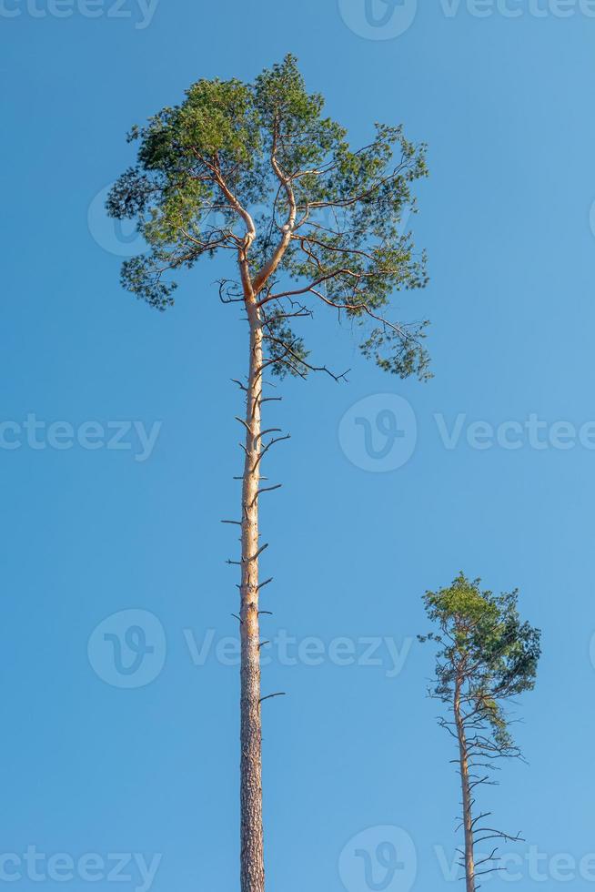 Two pine trees, one is a very tall mature pine, another is a small growing pine tree nearby at  blue Spring sky. Concept of forestation and wood industry. photo