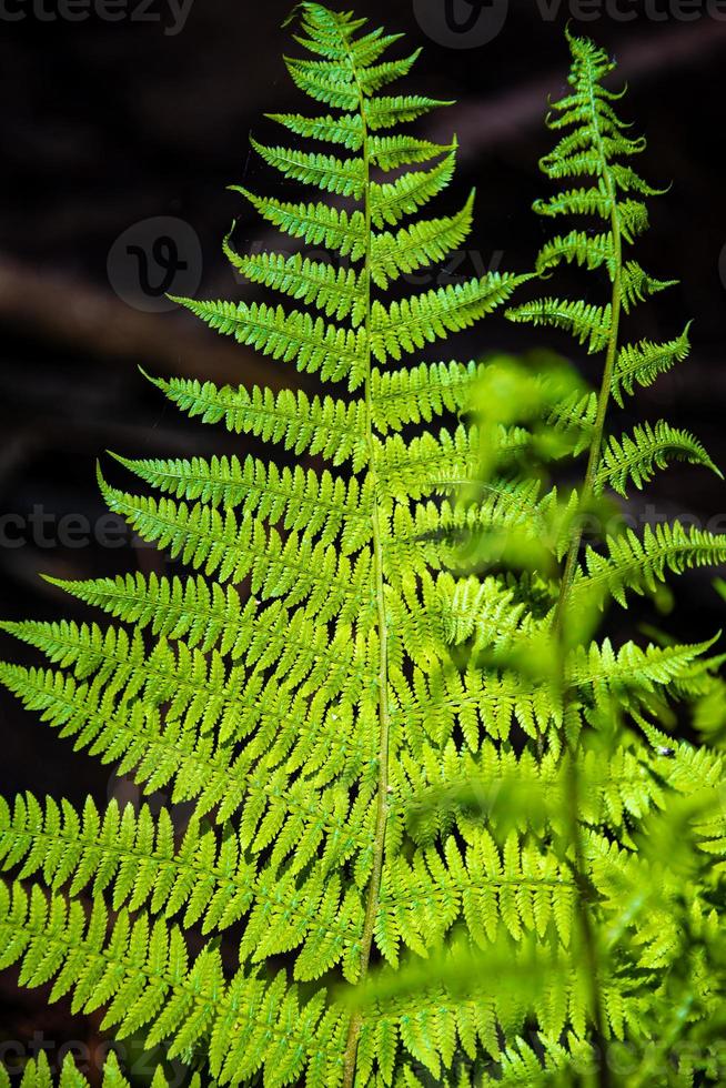 Cover page with magical green fern leaf in the wild forest, closeup, details. photo