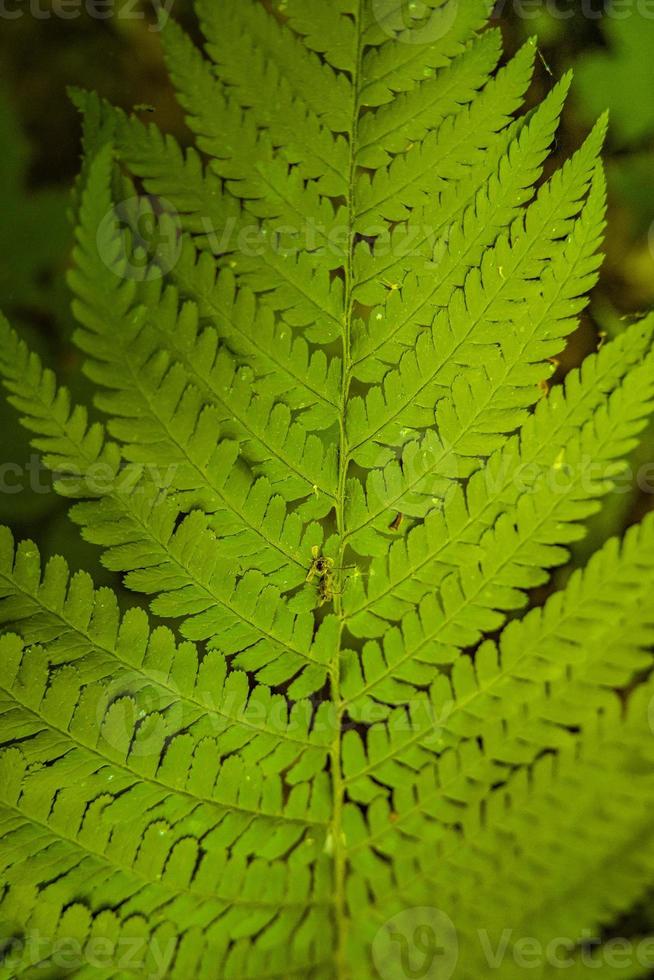 Cover page with magical green fern leaf in the wild forest, closeup, details. photo