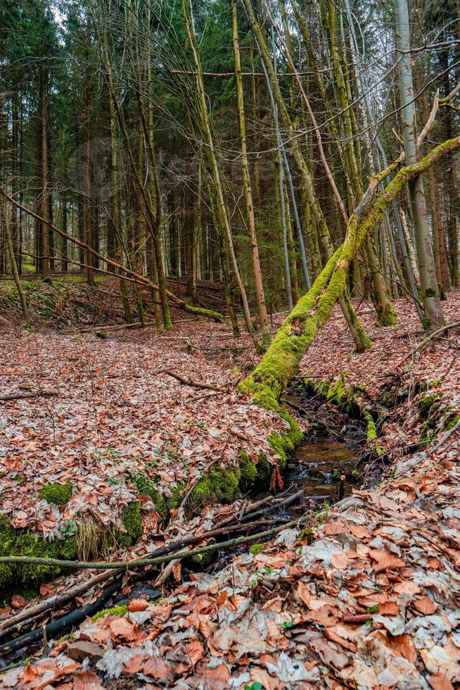 View over a magical deciduous and pine forest with ancient aged trees covered with moss, Germany, at warm sunset Spring evening photo