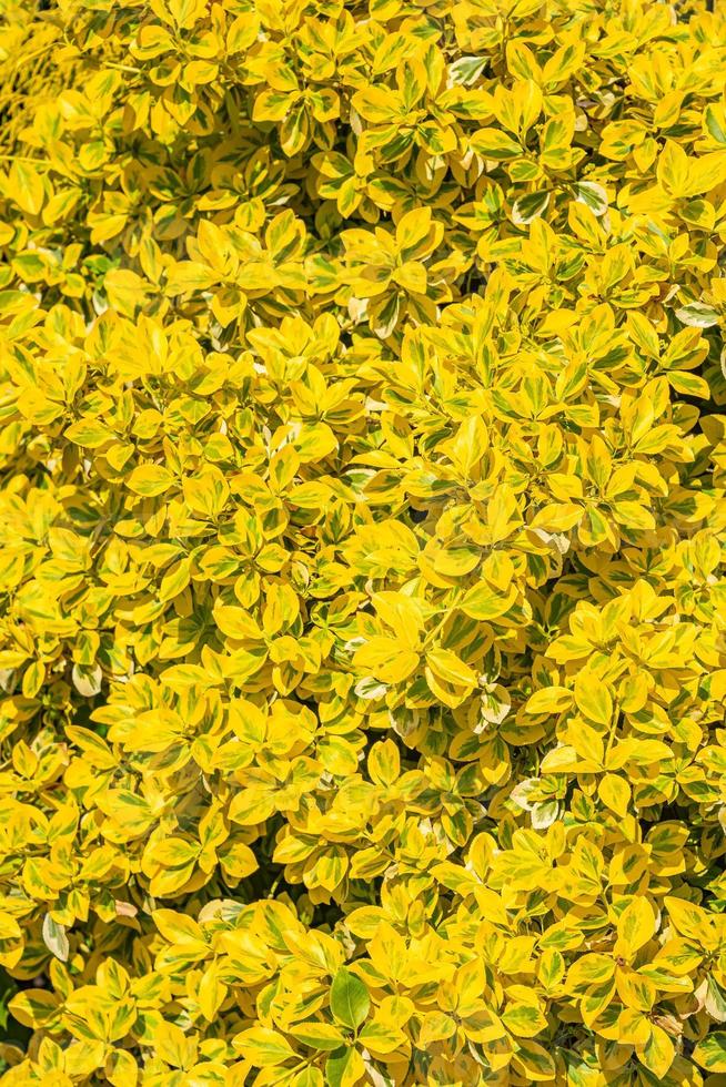 Cover page with decorative bush, garden shrub with yellow leaves as a background with copy space. Concept Spring, renewal and happiness. photo