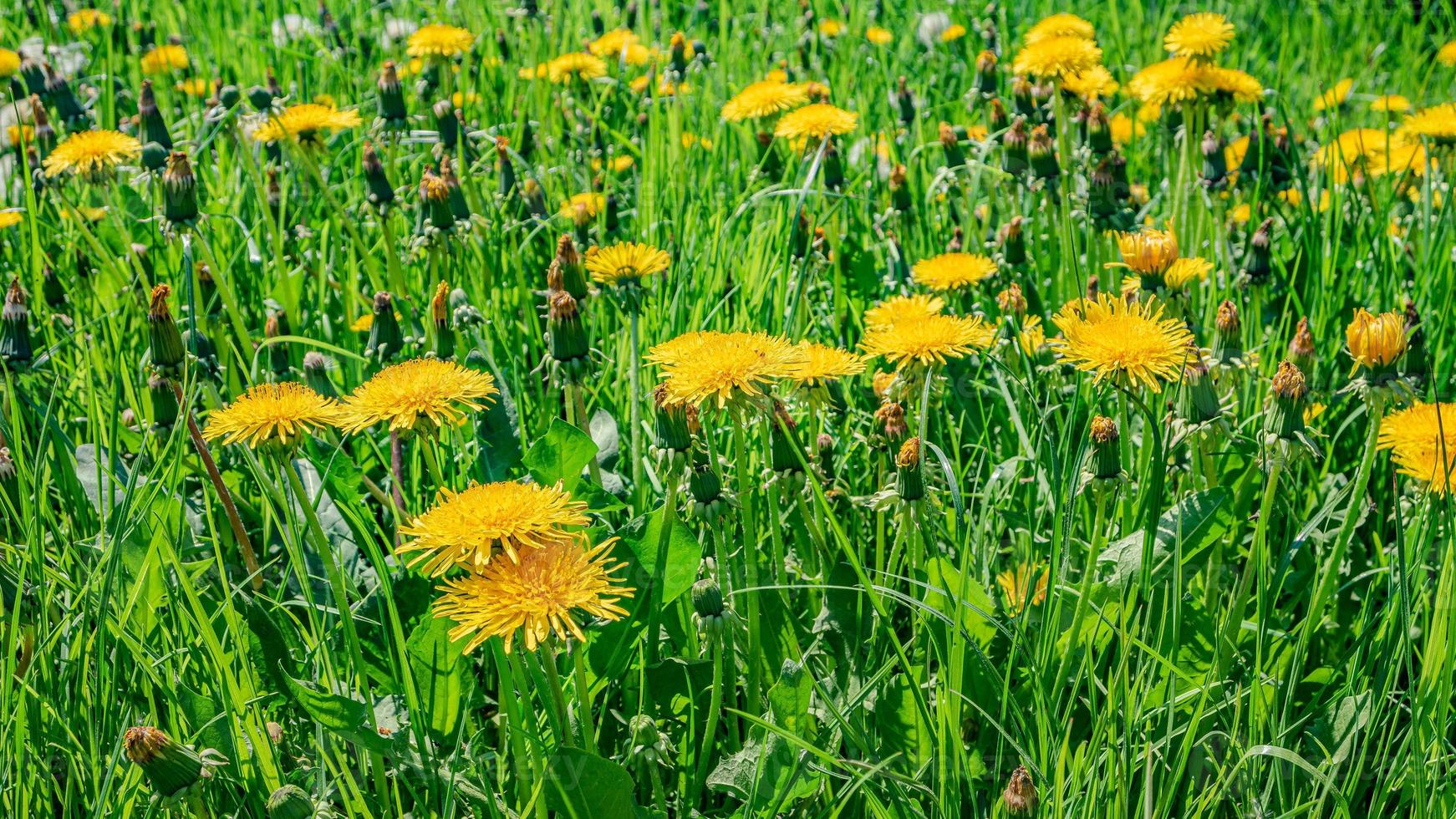 Panoramic view of yellow blooming daisies, dandelion flowers in meadow fields at Spring closeup, details. photo