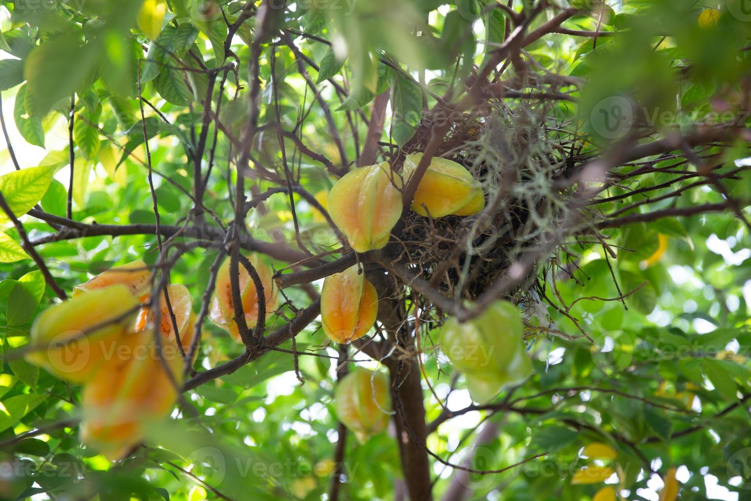 Fruta estrella árbol con un nido foto