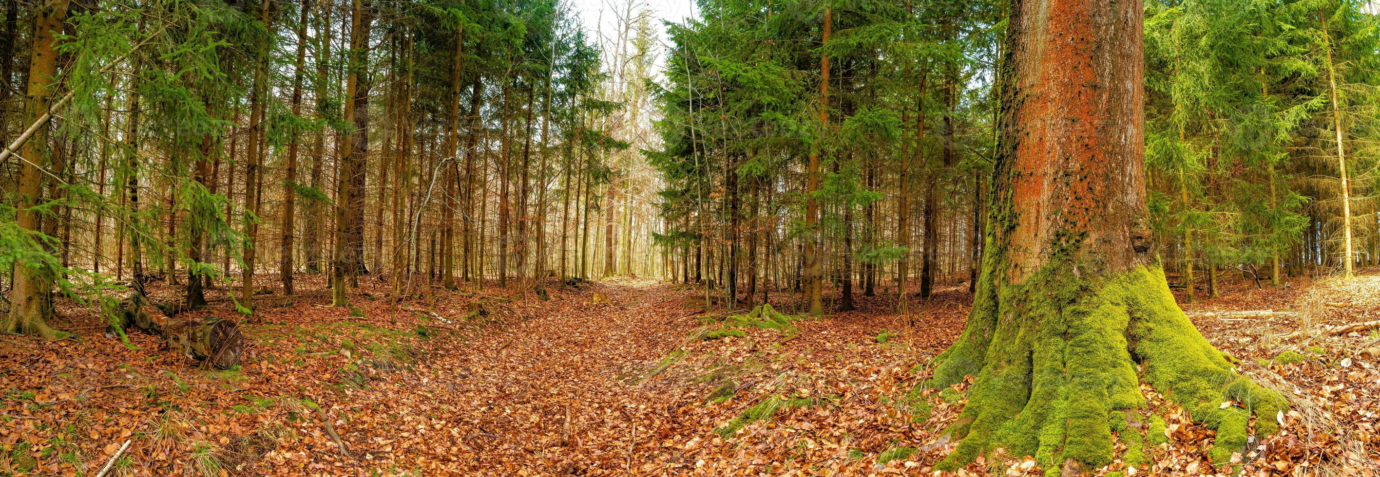 Panoramic view over a forest track in magical deciduous and pine forest with ancient aged trees covered with moss, Germany, at warm sunset Spring evening photo