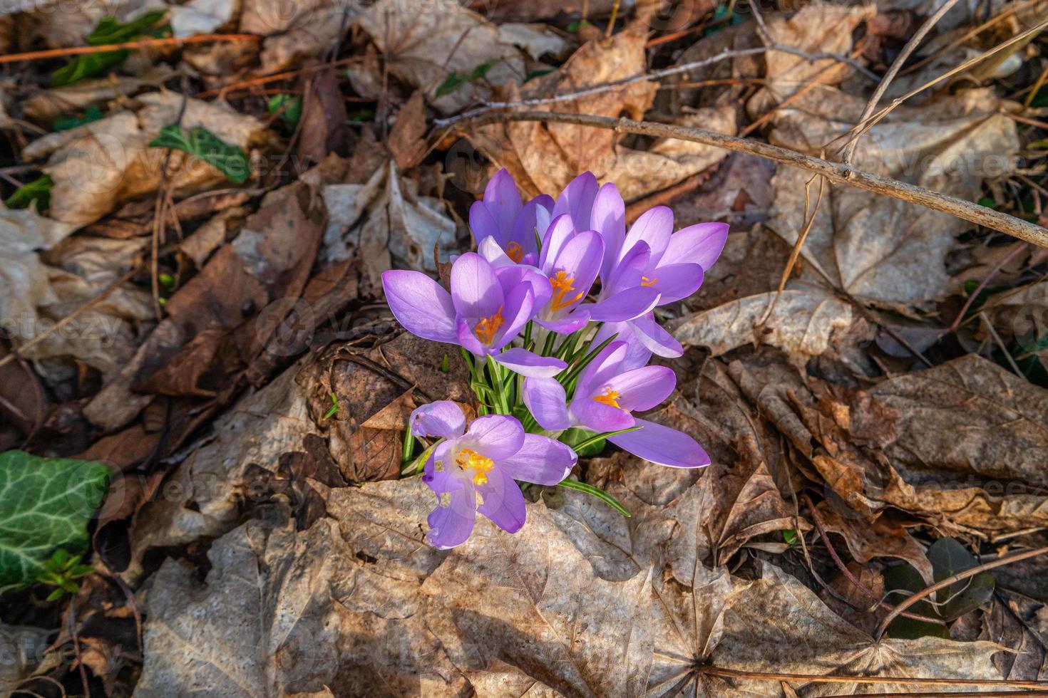 First flowers as snowdrops in early Spring at sunrise in the morning in the park appeared from old fall leaves photo
