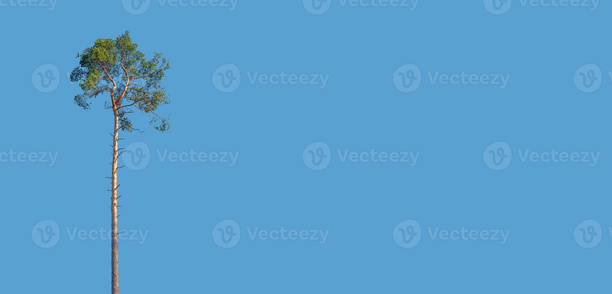 Banner with single solitary pine tree growing at blue sky solid background with copy space. Concept of deforestation and wood industry. photo