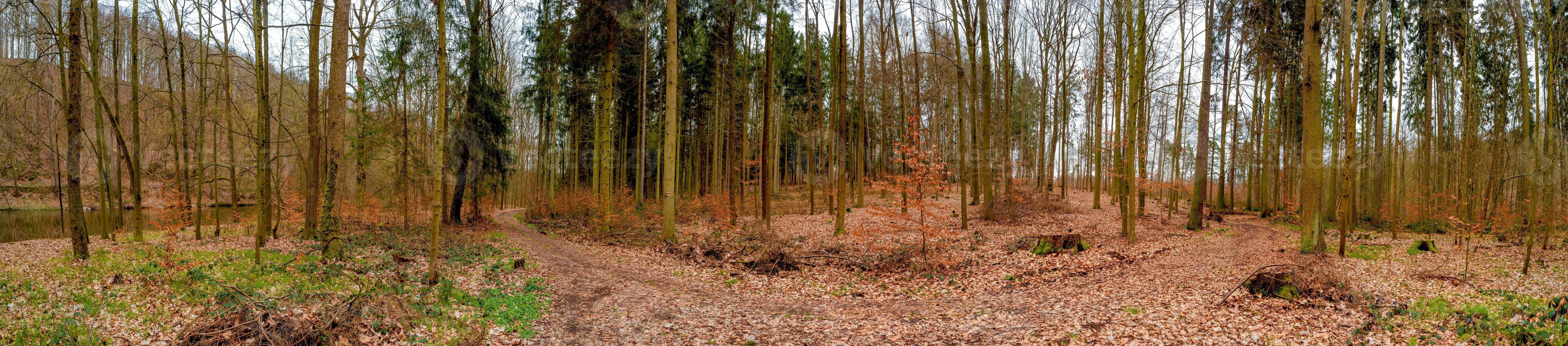 panorámico ver terminado un mágico mezclado pinar a orilla, pino bosque con antiguo Envejecido arboles cubierto con caído hojas, Alemania, a calentar puesta de sol primavera noche foto