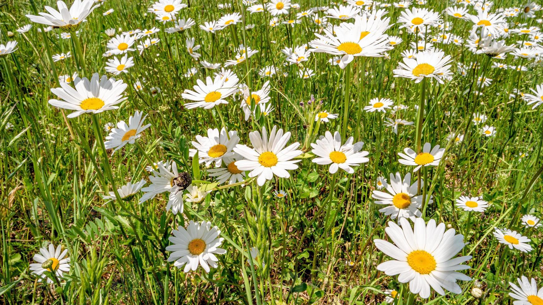 Panoramic view of white and yellow blossoming daisies, marguerite chamomile flowers in meadow fields at Spring closeup, details. photo