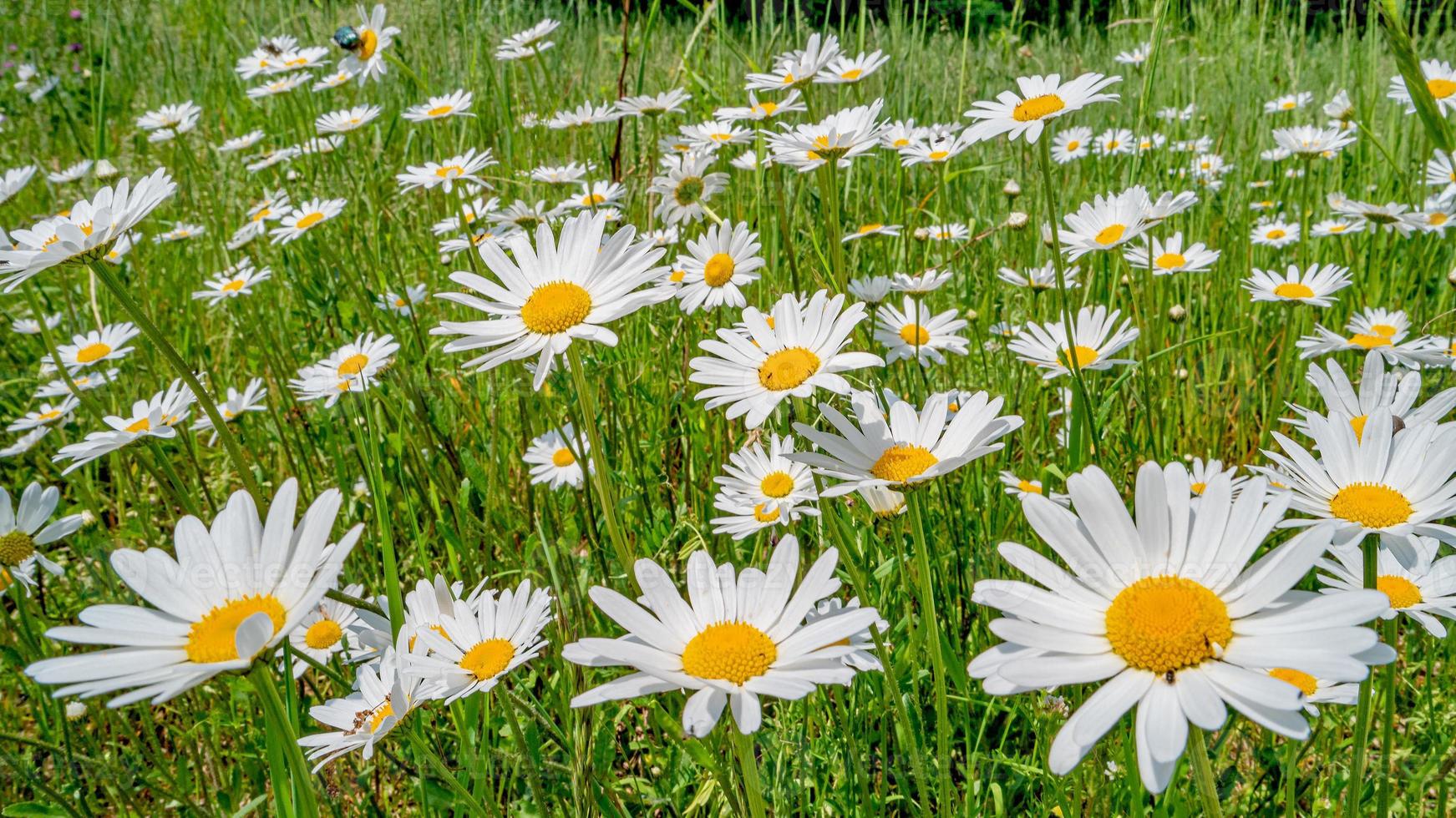 Panoramic view of white and yellow blossoming daisies, marguerite chamomile flowers in meadow fields at Spring closeup, details. photo