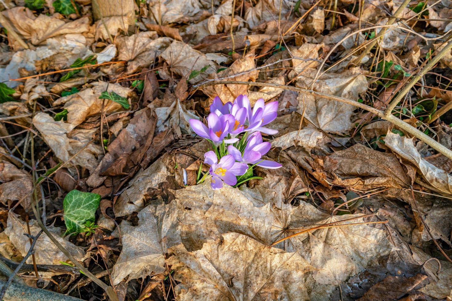 First flowers as snowdrops in early Spring at sunrise in the morning in the park appeared from old fall leaves photo