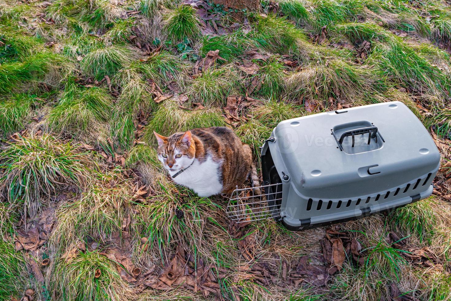 retrato de un grande linda Doméstico gato sentado cerca un grande mascota portador jaula para transporte en el parque a primavera. foto