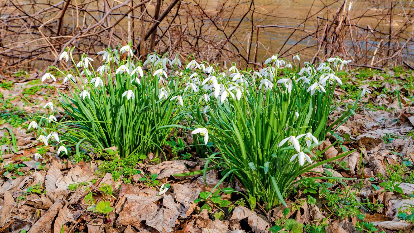 First flowers as snowdrops in early Spring at sunrise in the morning in the park appeared from old fall leaves photo