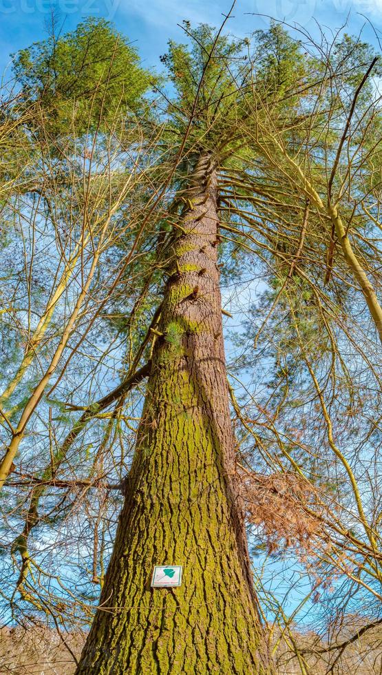 Ancient and big pine tree in the forest with a plate saying in German it is a protected tree photo