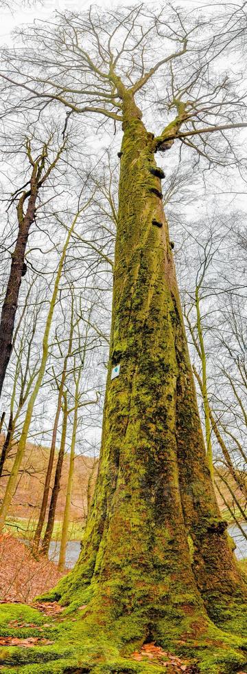 Vertical panorama. Ancient aged beech tree covered with moss, Germany, at warm sunset Spring evening photo