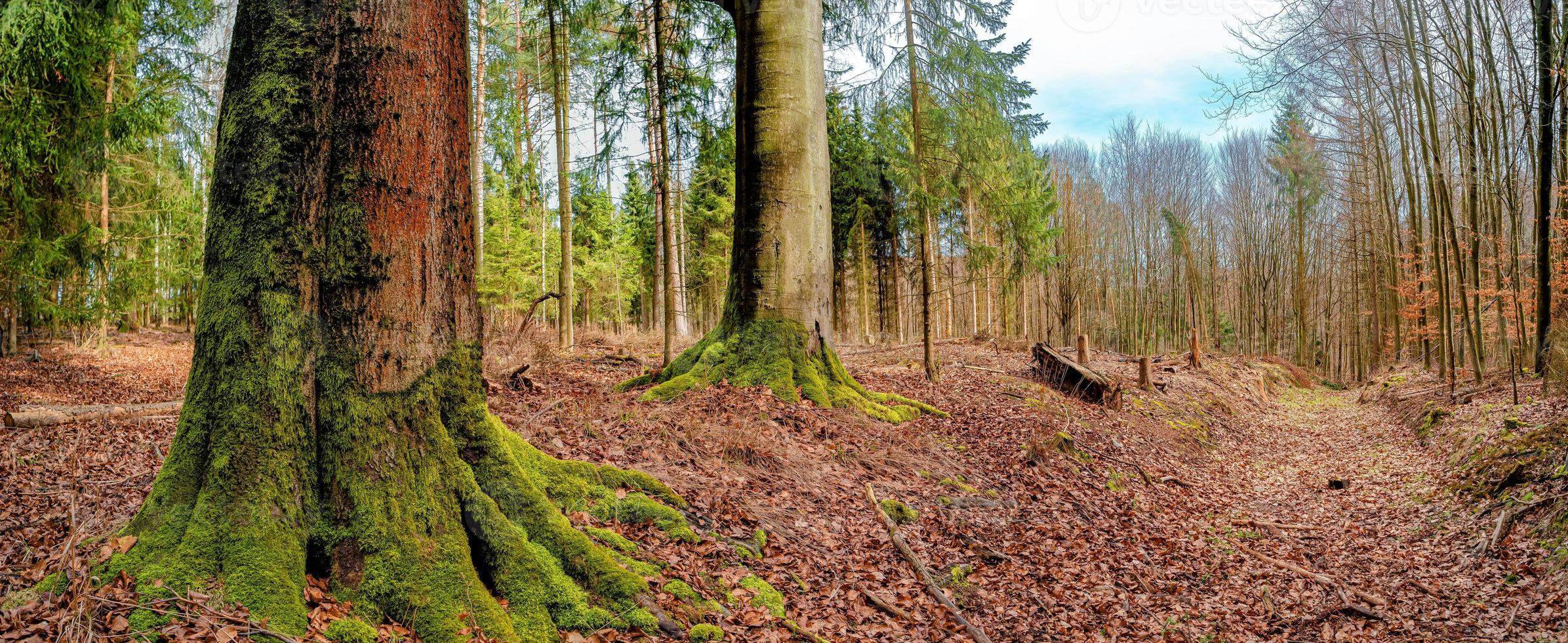 Panoramic view over a forest track in magical deciduous and pine forest with ancient aged trees covered with moss, Germany, at warm sunset Spring evening photo
