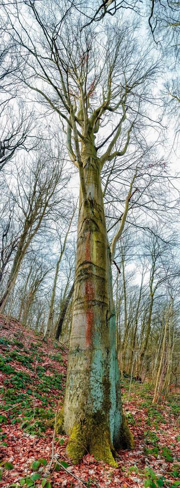 Vertical panorama. Ancient aged beech tree covered with moss, Germany, at warm sunset Spring evening photo