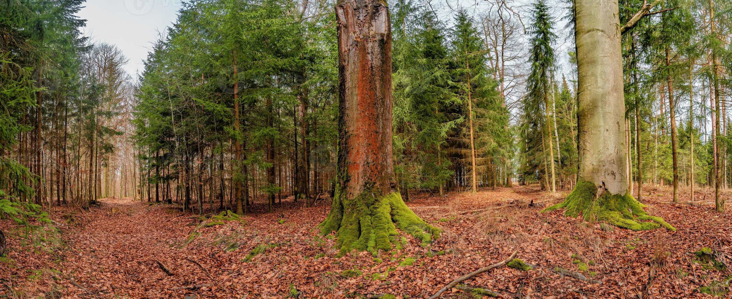 Panoramic view over a forest track in magical deciduous and pine forest with ancient aged trees covered with moss, Germany, at warm sunset Spring evening photo