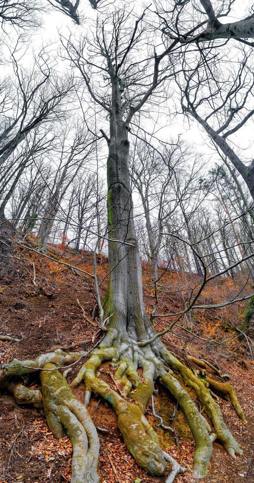 antiguo Envejecido haya árbol con salió a la superficie cubierto de musgo raíces a orilla, Alemania, a calentar puesta de sol primavera noche. vertical panorama. foto