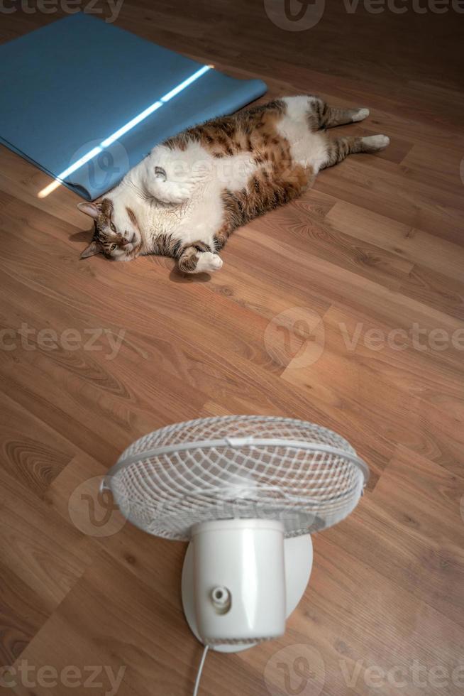 Portrait of a fat and big hairy domestic cat enjoying in front of a home ventilator during heatwave in Europe. Concept of global warming and animal welfare. photo