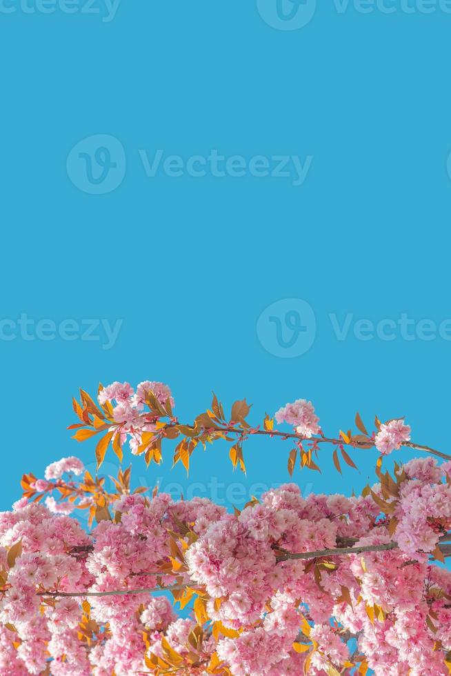 Cover page with gorgeous pink and rosy cherry blossoms at blue sky solid background with copy space. Concept Spring, renewal and happiness. photo