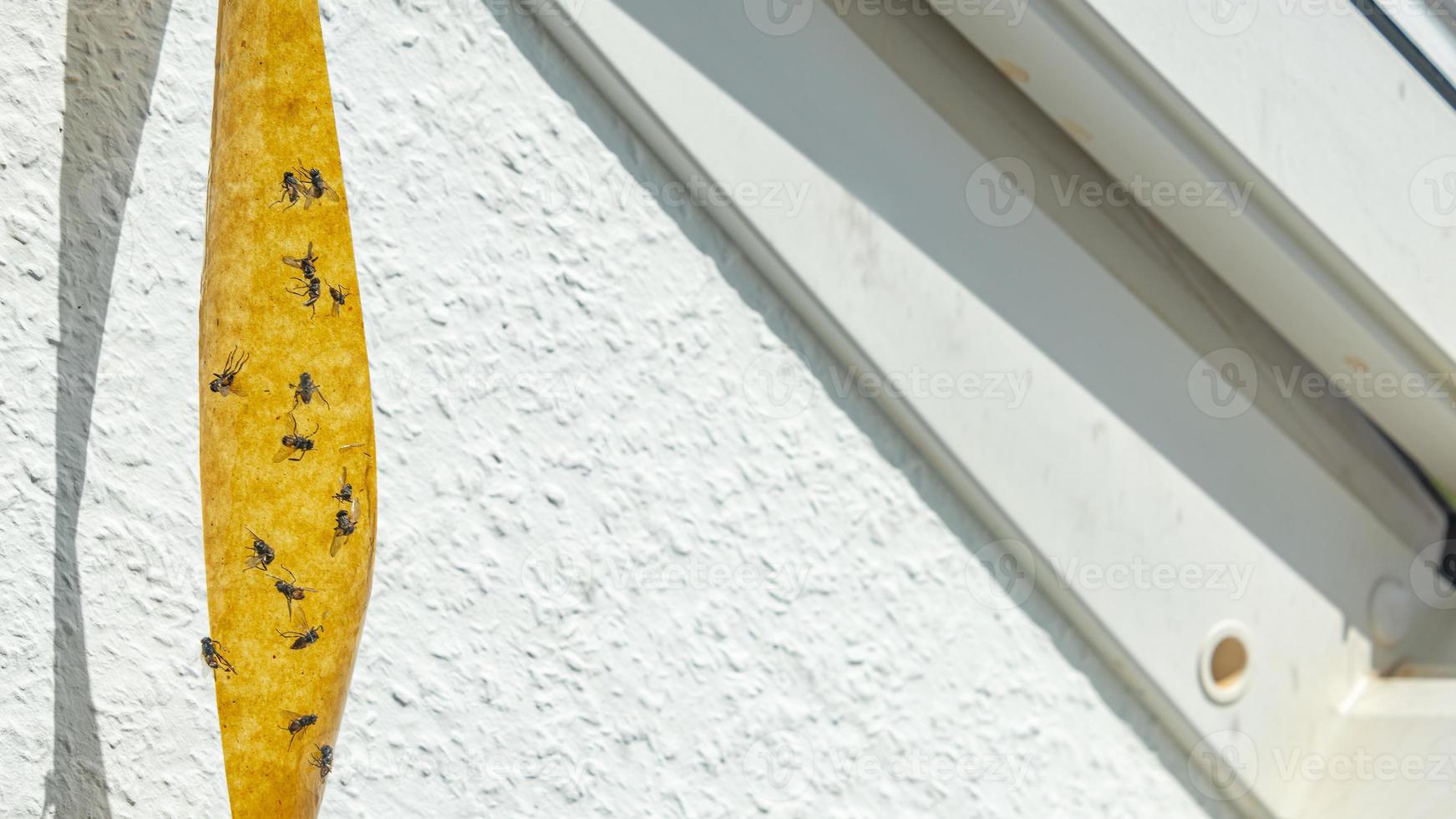 Sticky tape fly trap with crowd of flies on it at the window. photo