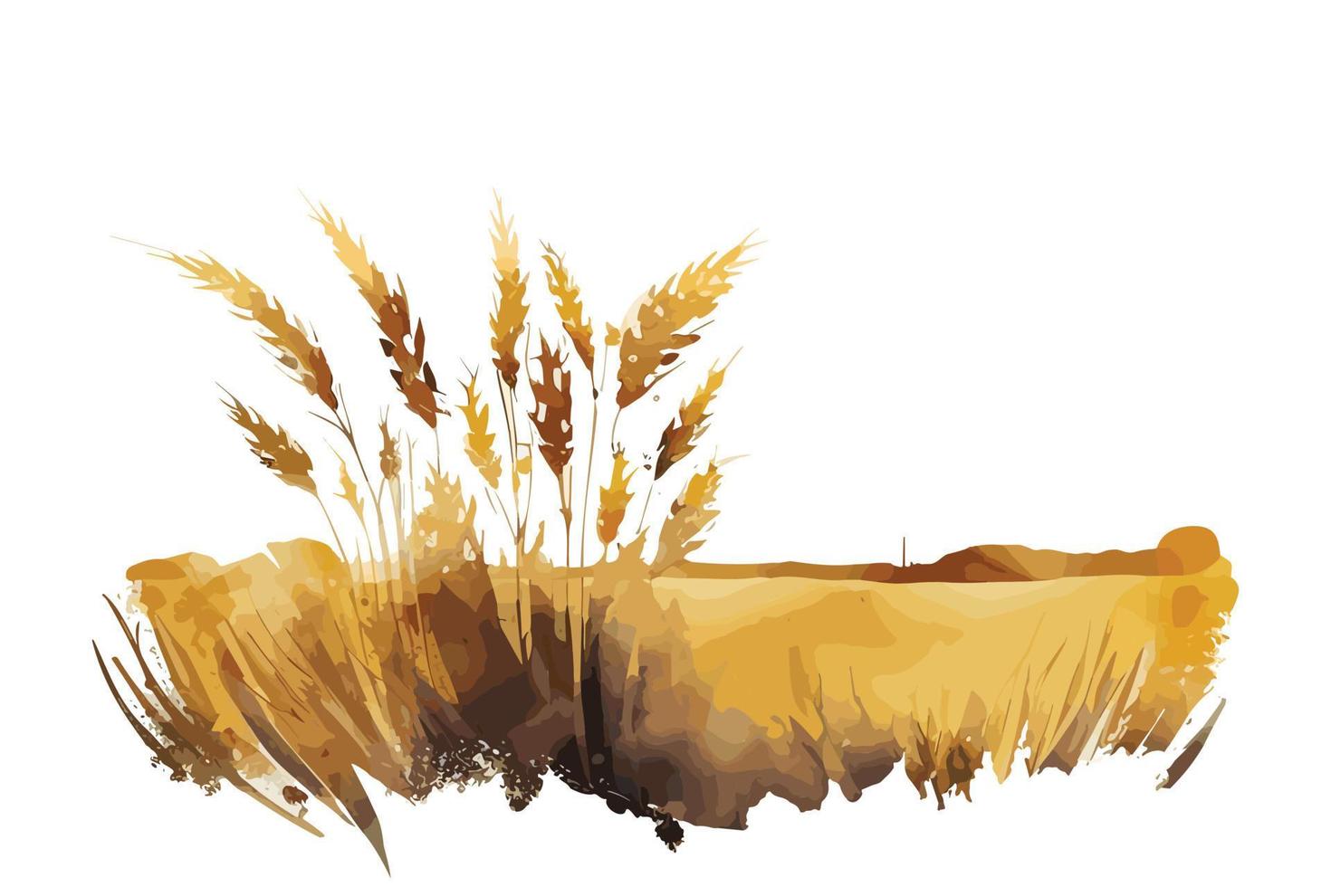 watercolor golden fields with crops illustration design vector