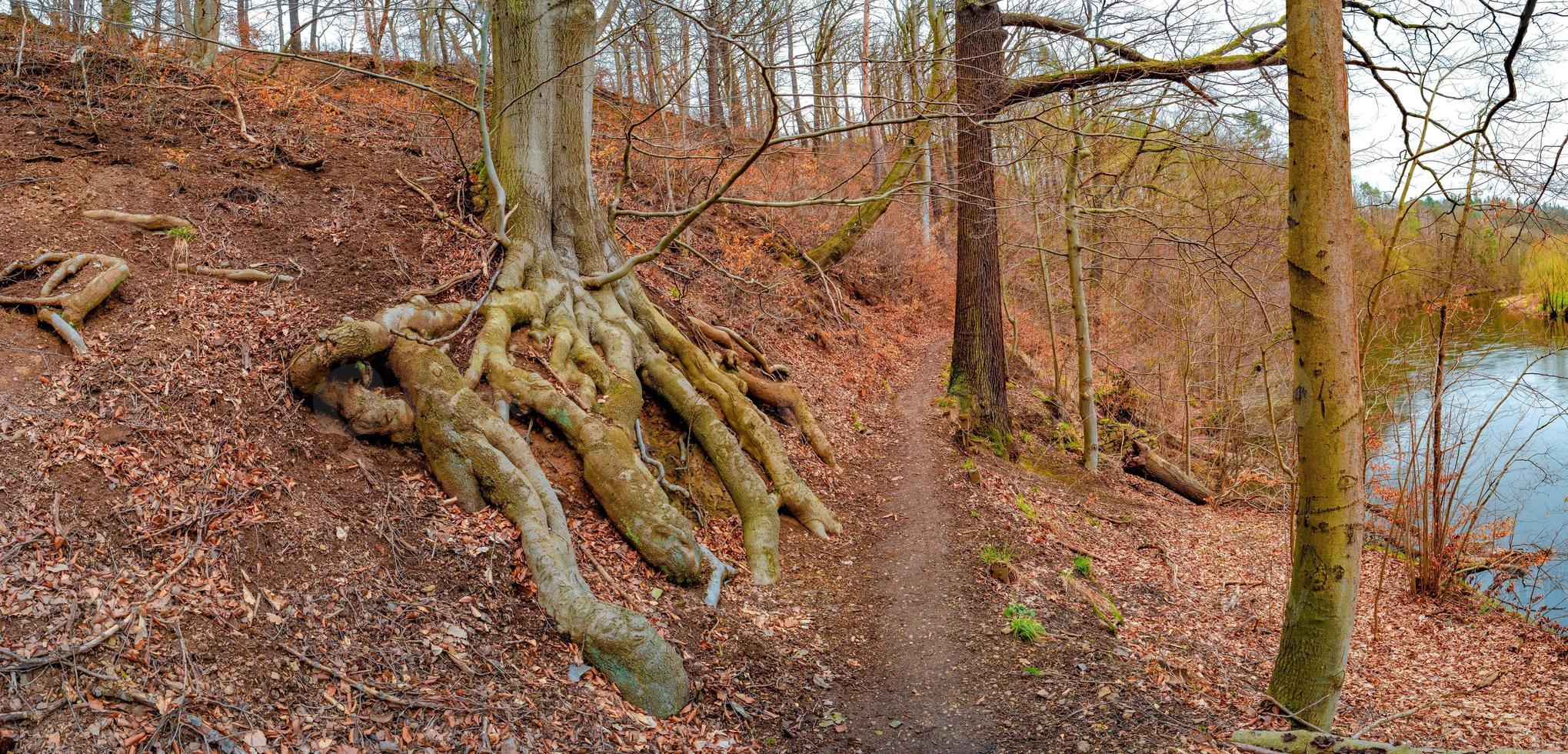 Panoramic view over a forest hiking trail in magical deciduous and pine forest with ancient aged tree with surfaced mossed roots at riverside, Germany, at warm sunset Spring evening photo