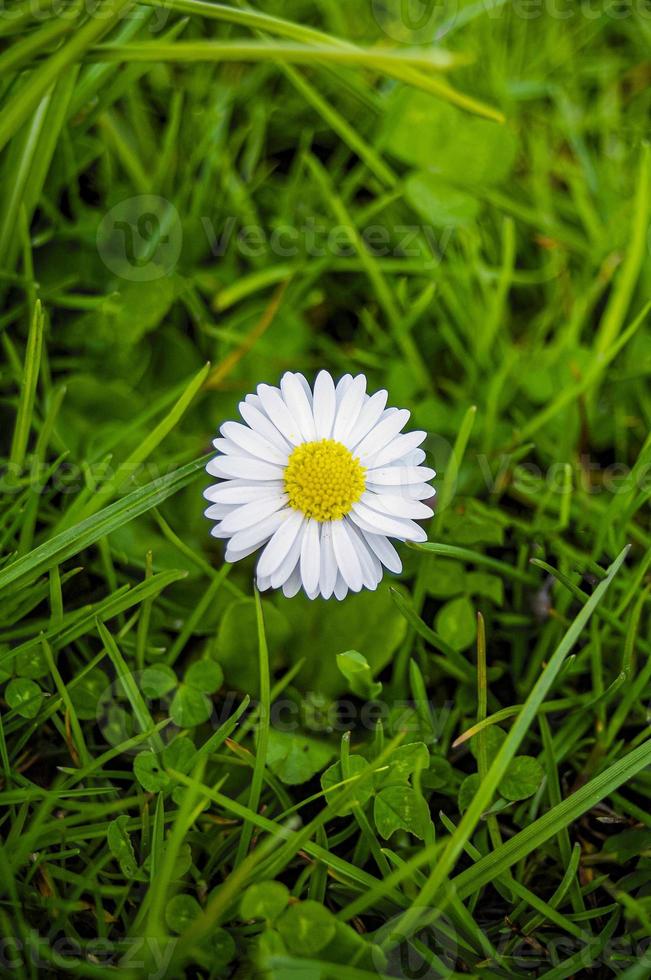 Cover page with a single lonely white and yellow blossoming daisies, marguerite chamomile flower in meadow fields at Spring closeup, details. photo