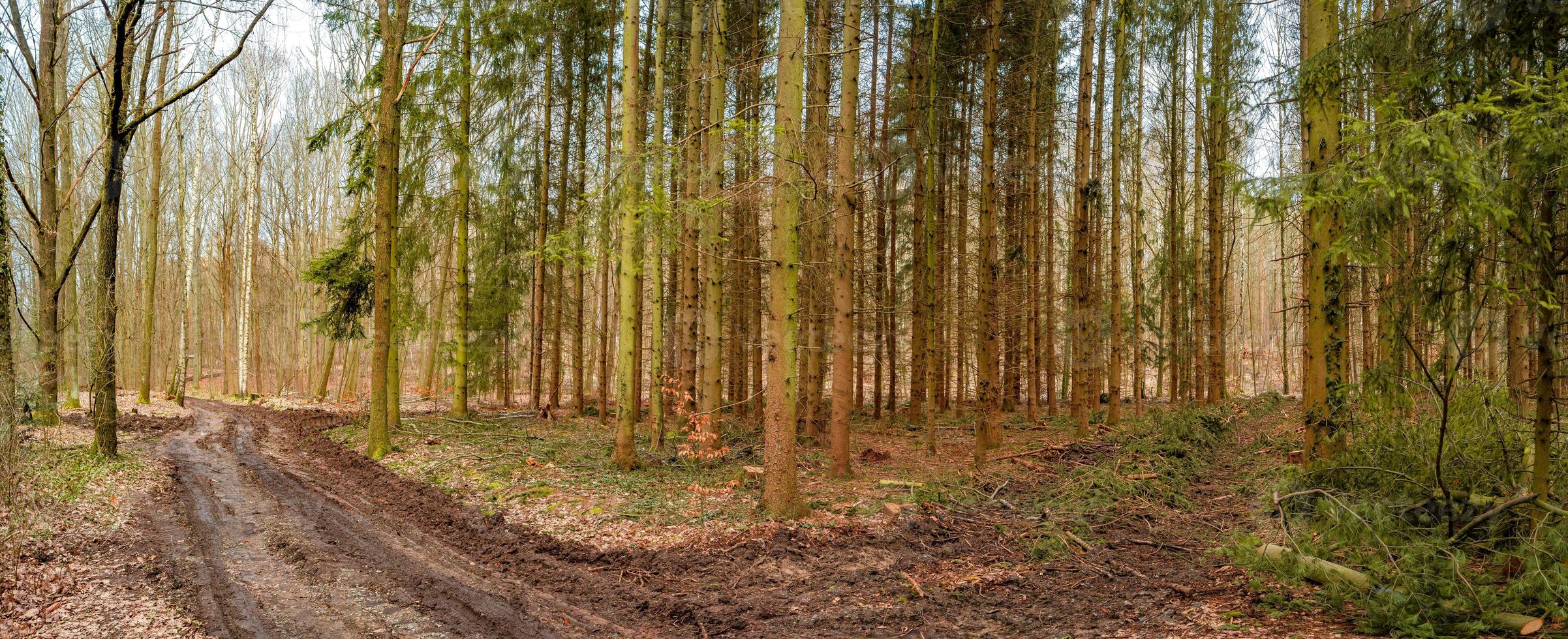 Panoramic view over a magical mixed pinewood, pine forest with a dirt muddy road, Germany, at warm sunset Spring evening photo