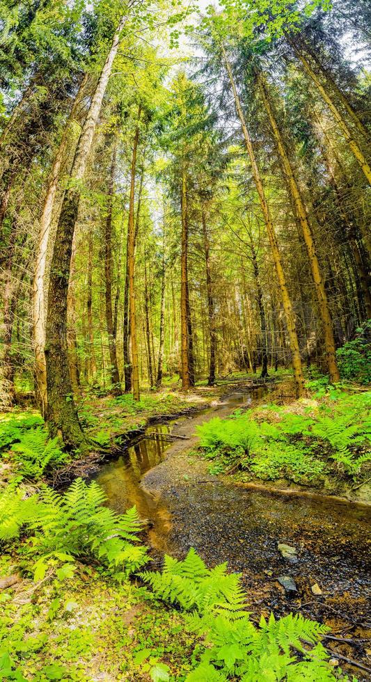 Cover page with magical pine trees forest with fern at riverside of Zschopau river near Mittweida town, Saxony, Germany. photo